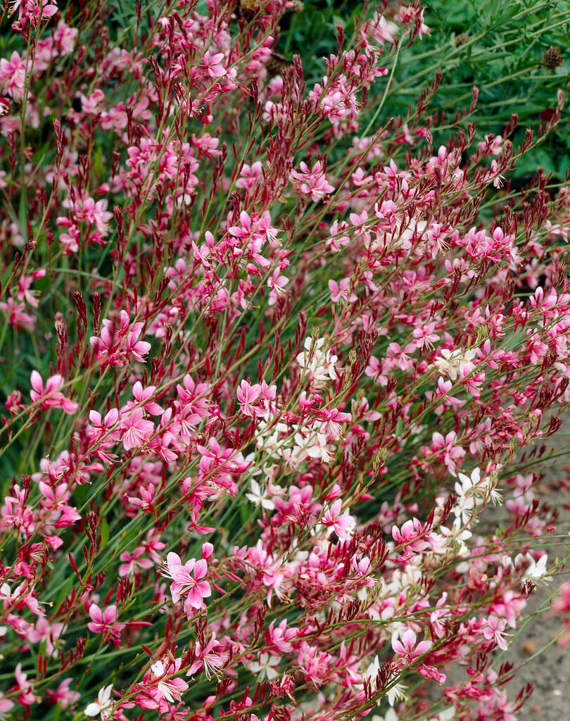 gaura 'Siskiyou Pink'