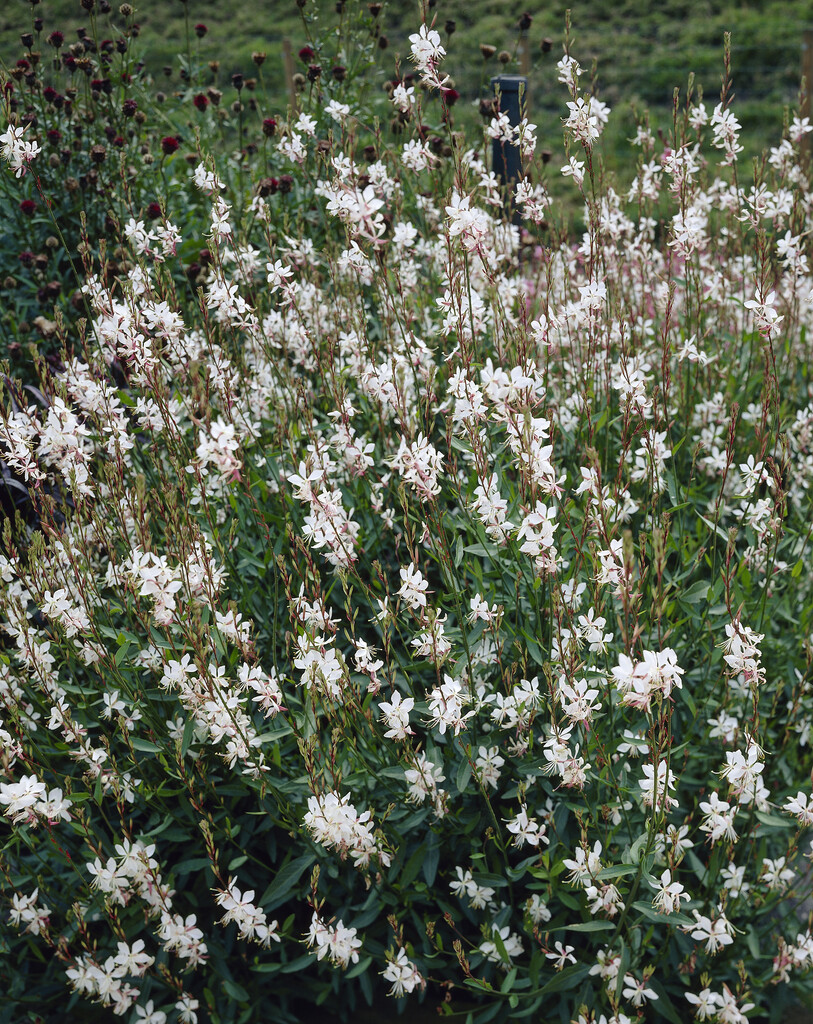 white gaura