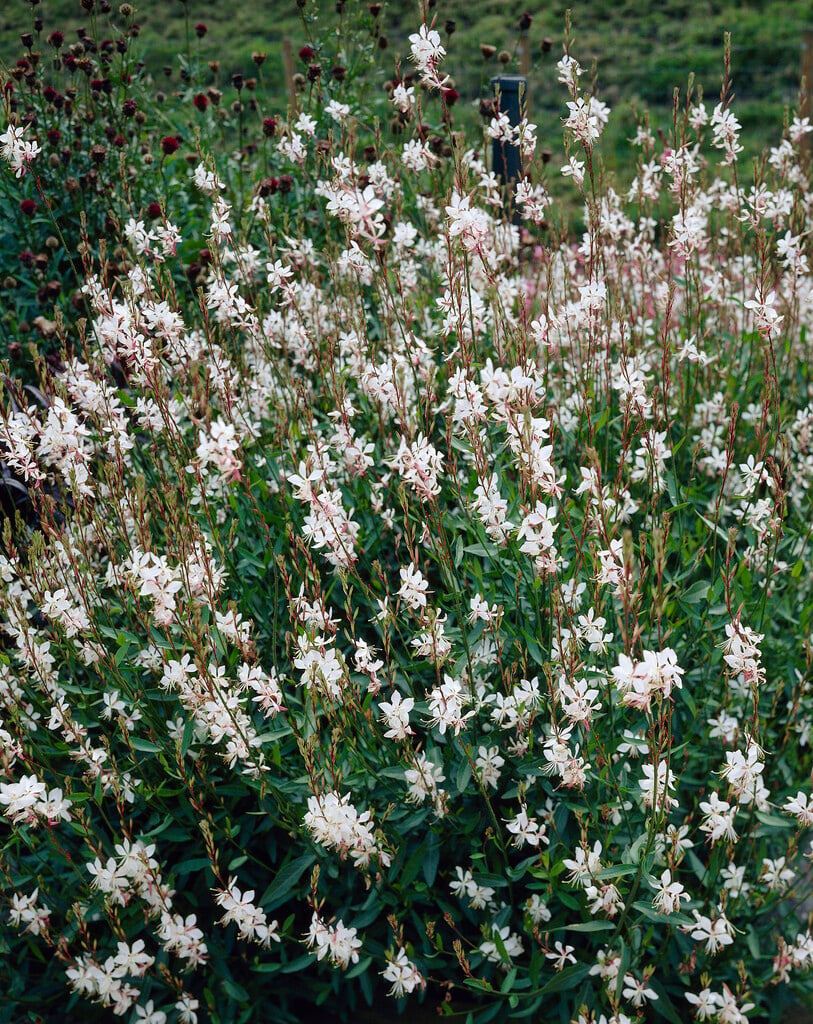 white gaura