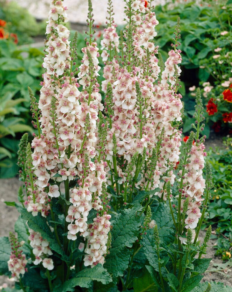 <i>Verbascum</i> 'Jolly Eyes'