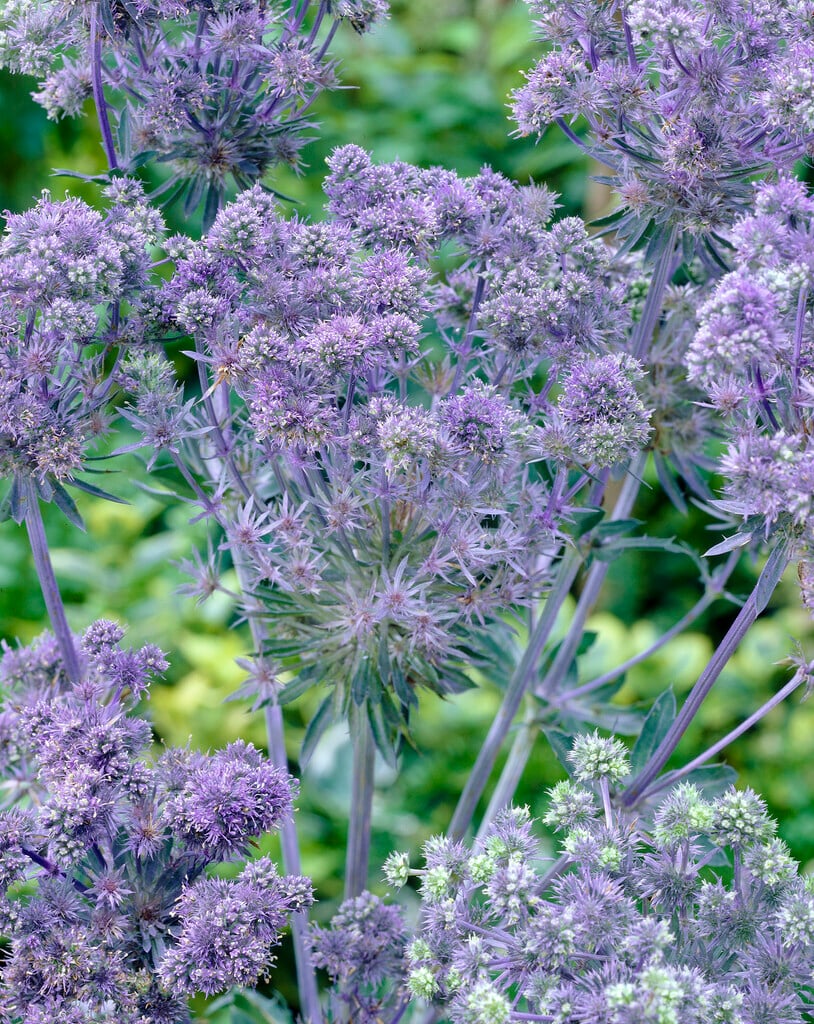 blue eryngo 'Blue Ribbon'