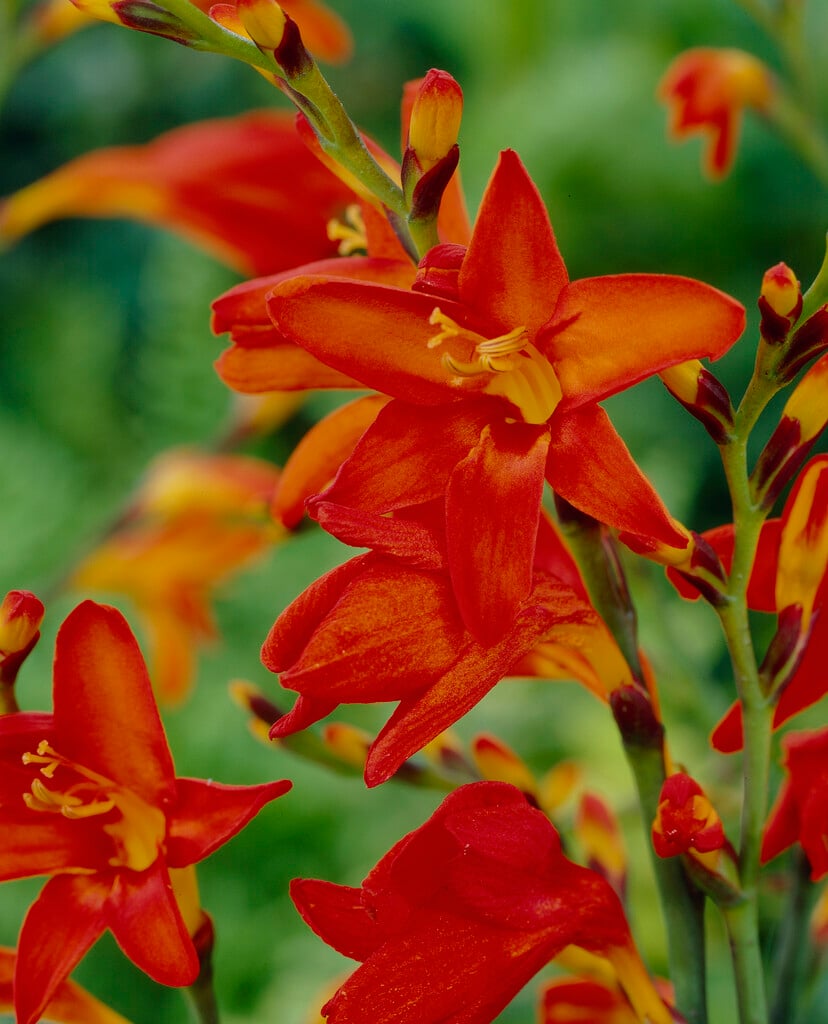 montbretia 'Irish Flame'