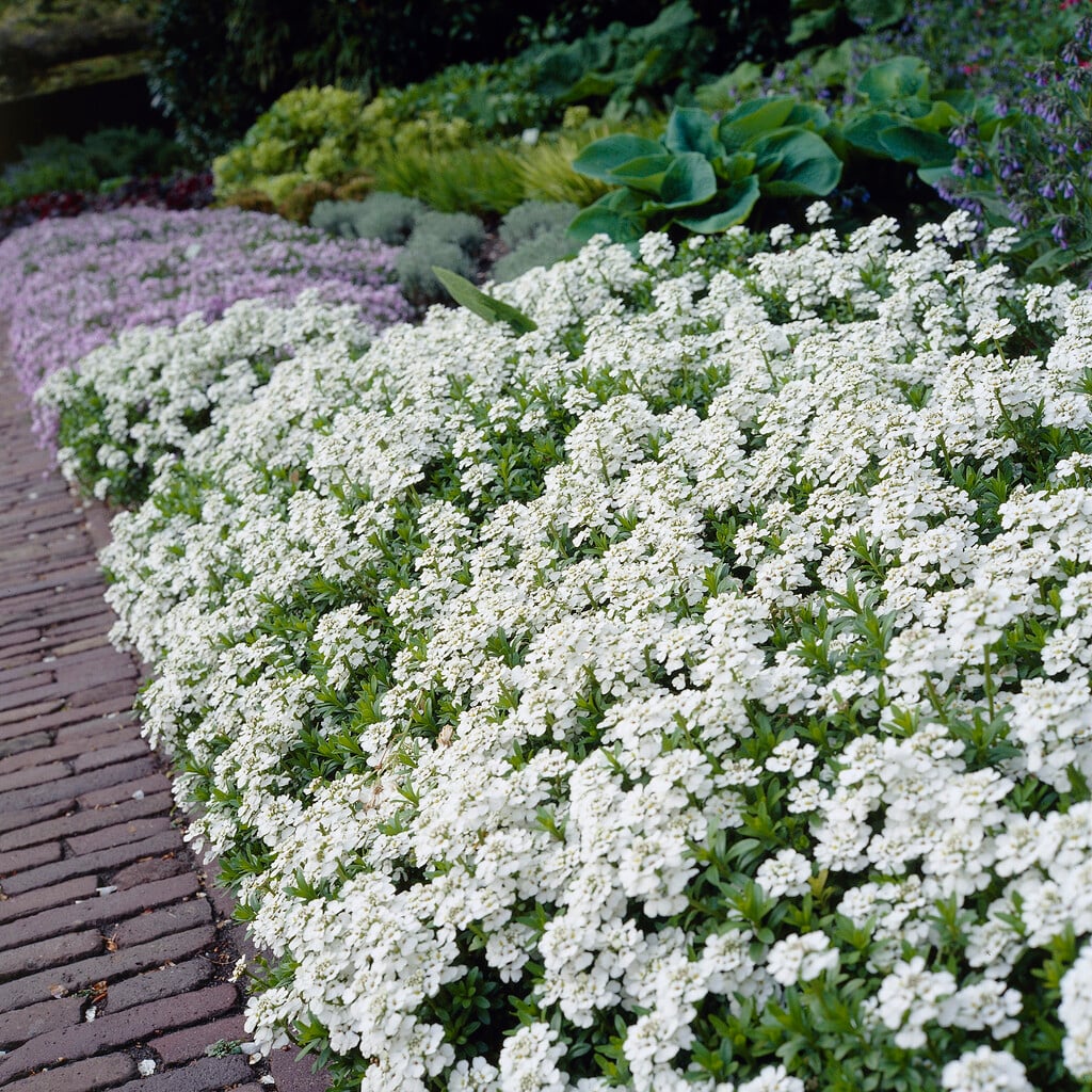 candytuft 'Snowflake'