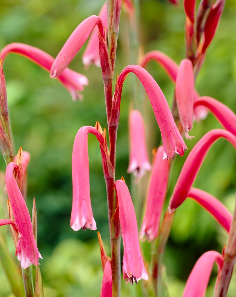 aletris-like bugle lily