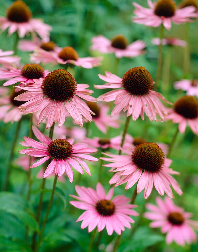 purple coneflower 'Rubinstern'