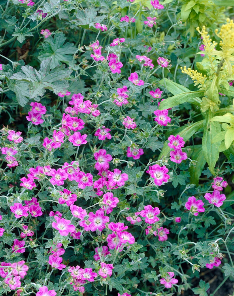 cranesbill 'Orkney Pink'