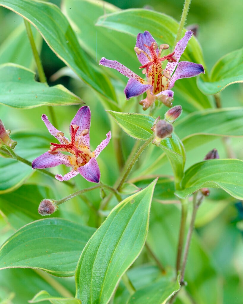 <i>Tricyrtis</i> <i>formosana</i> 'Samurai' (v)