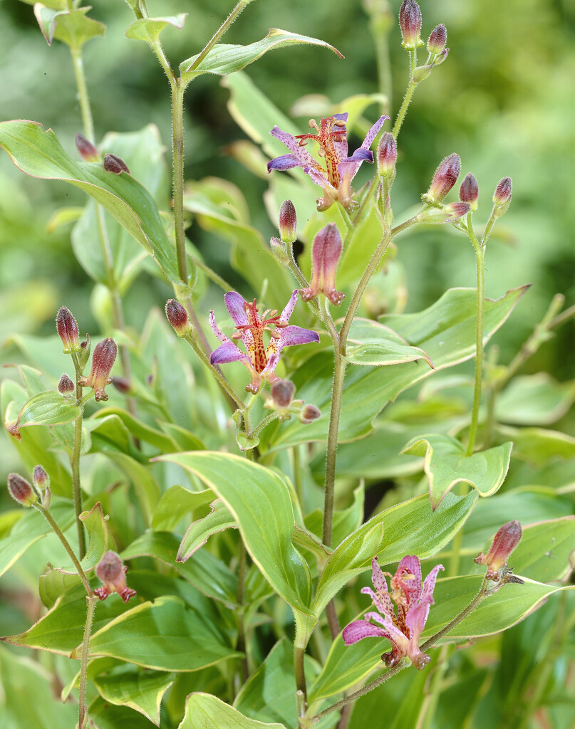 <i>Tricyrtis</i> <i>formosana</i> 'Samurai' (v)