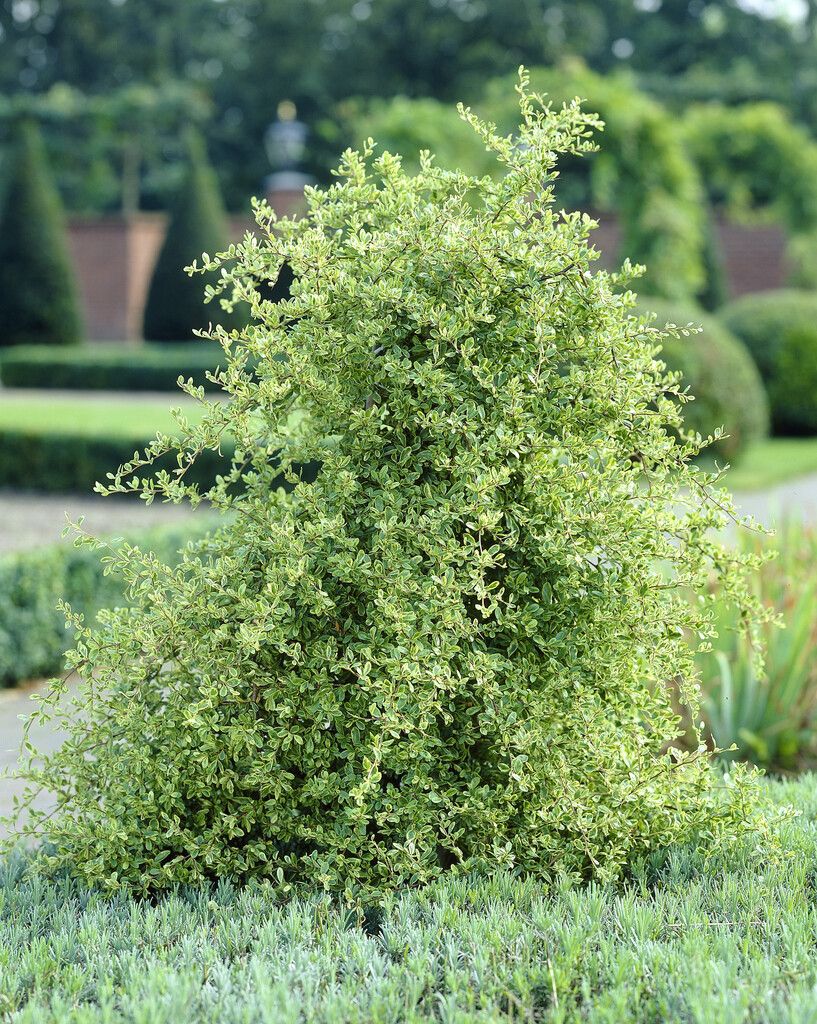 <i>Pyracantha</i> [<span style="font-variant: small-caps;">Saphyr Panache</span>] ('Cadvar') (v)