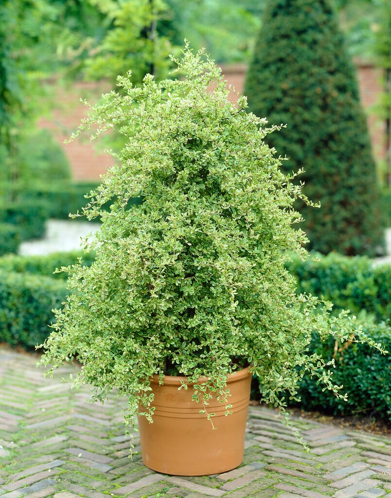 <i>Pyracantha</i> [<span style="font-variant: small-caps;">Saphyr Panache</span>] ('Cadvar') (v)