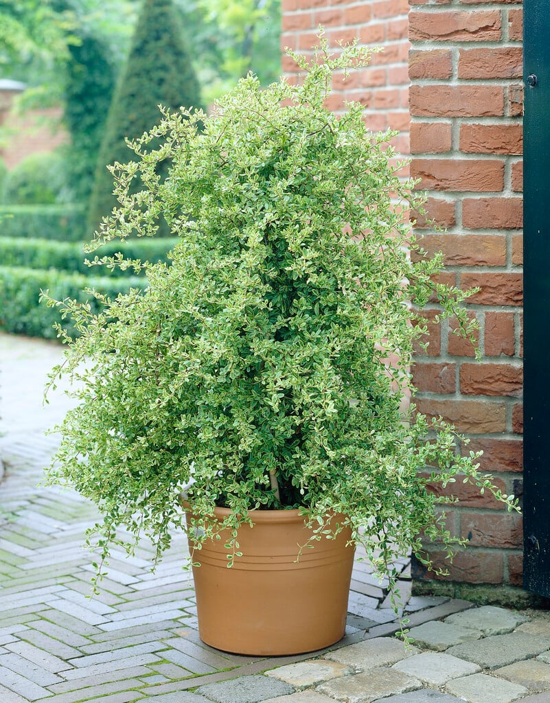 <i>Pyracantha</i> [<span style="font-variant: small-caps;">Saphyr Panache</span>] ('Cadvar') (v)