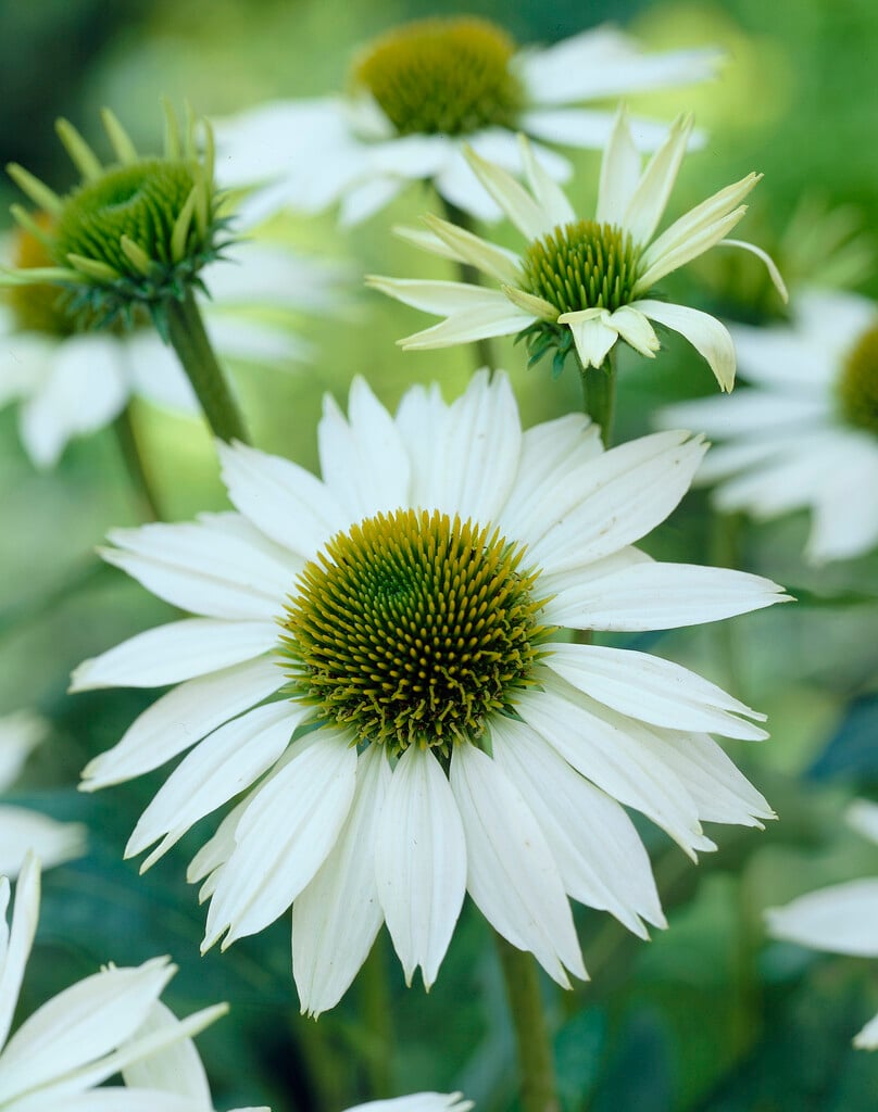 purple coneflower 'Kim's Mop Head'