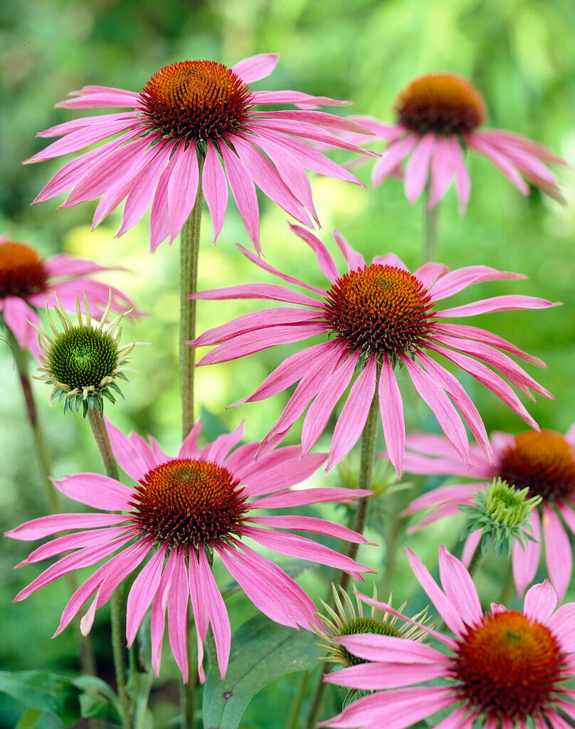 purple coneflower 'Maxima'