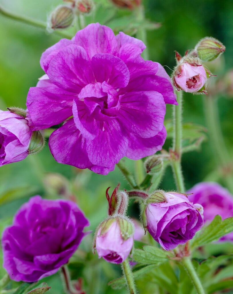 Himalayan cranesbill 'Plenum'