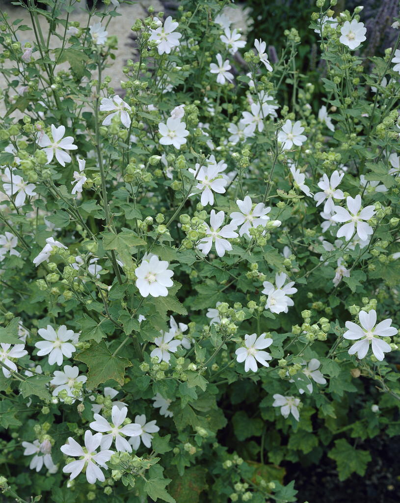 <i>Malva</i> 'White Satin'