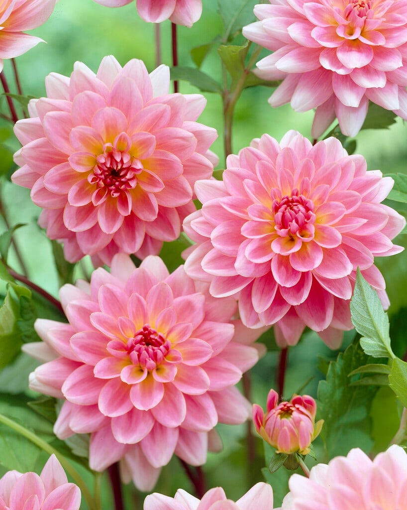 dahlia 'Gerrie Hoek'