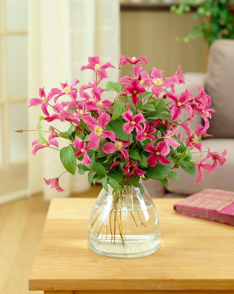 clematis [Inspiration]