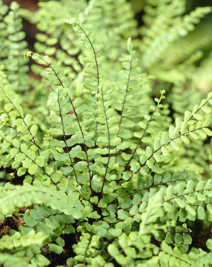 maidenhair spleenwort