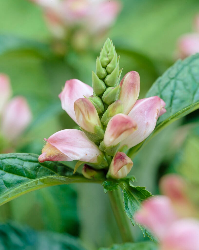 <i>Chelone</i> <i>obliqua</i> rosea