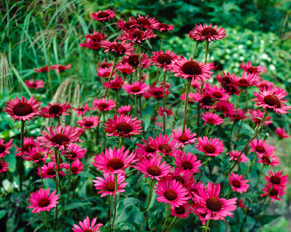 purple coneflower 'Vintage Wine'