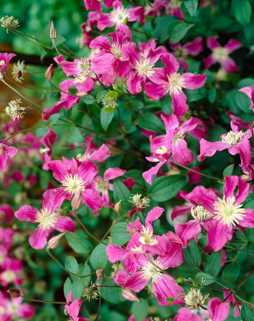 clematis [Inspiration]