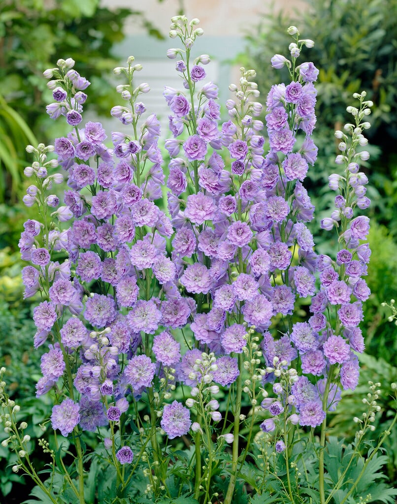 <i>Delphinium</i> 'Sarita'