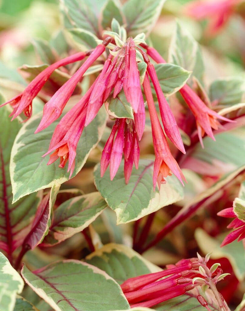 fuchsia 'John Ridding'