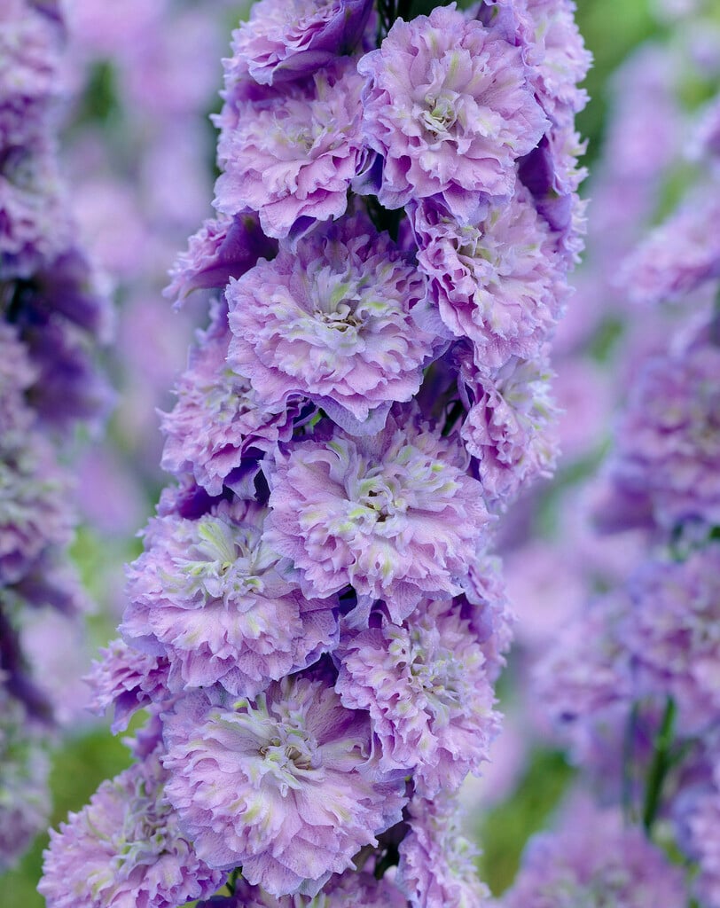 <i>Delphinium</i> 'Sarita'