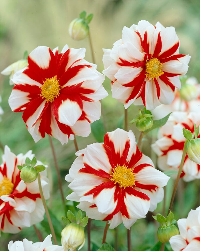 dahlia 'Fire and Ice'