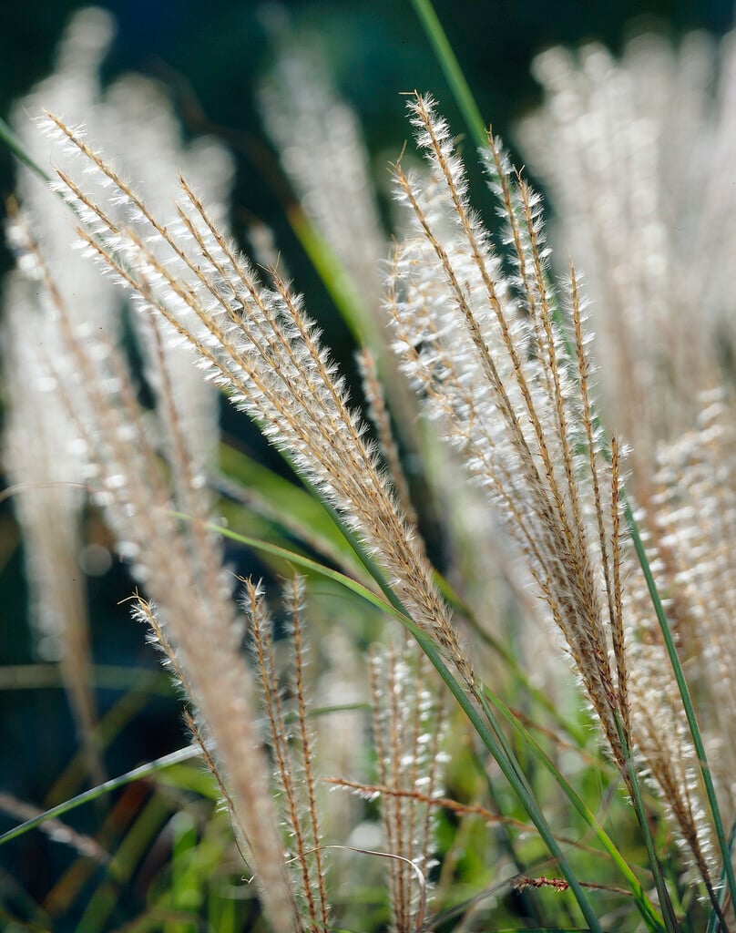 eulalia 'Gracillimus'