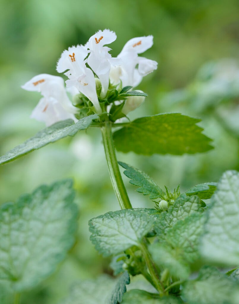 spotted deadnettle 'White Nancy'