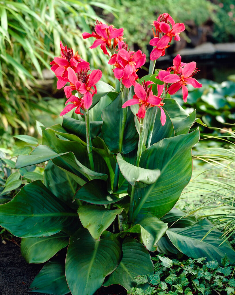 canna 'Perkeo'