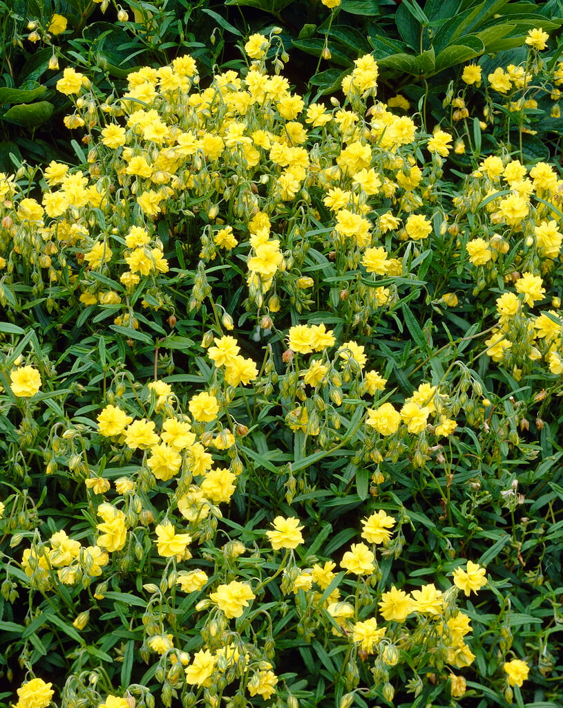 rock rose 'Sulphureum Plenum'