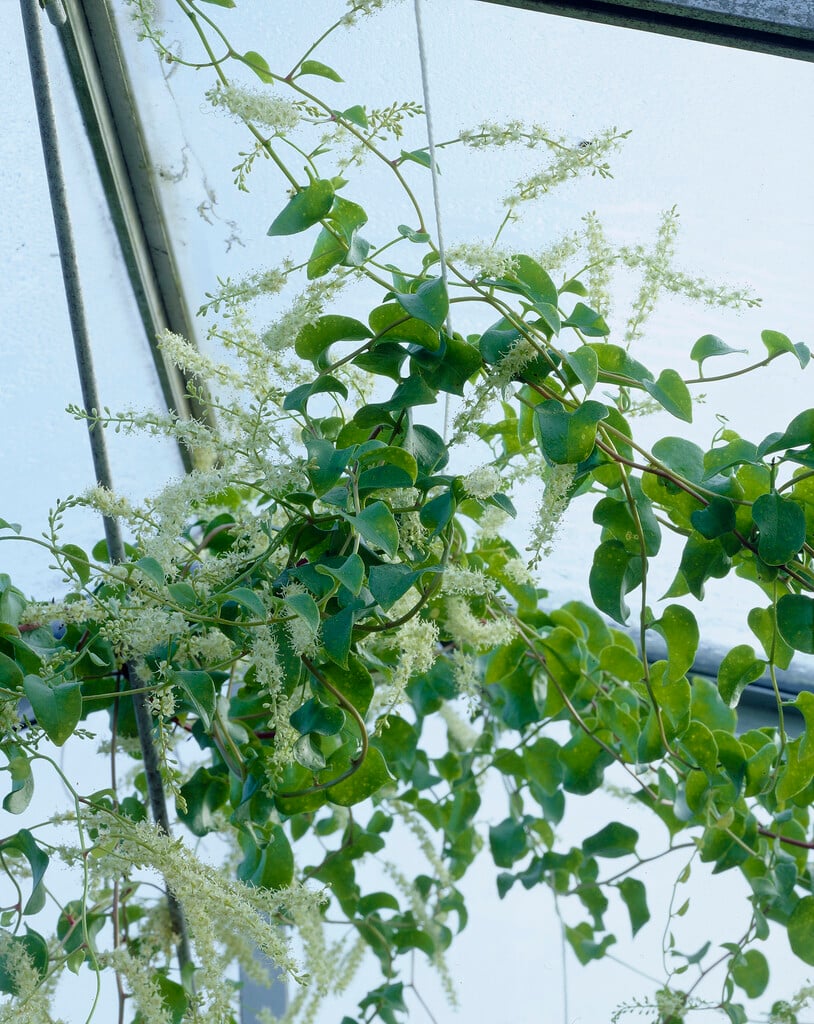 Madeira vine