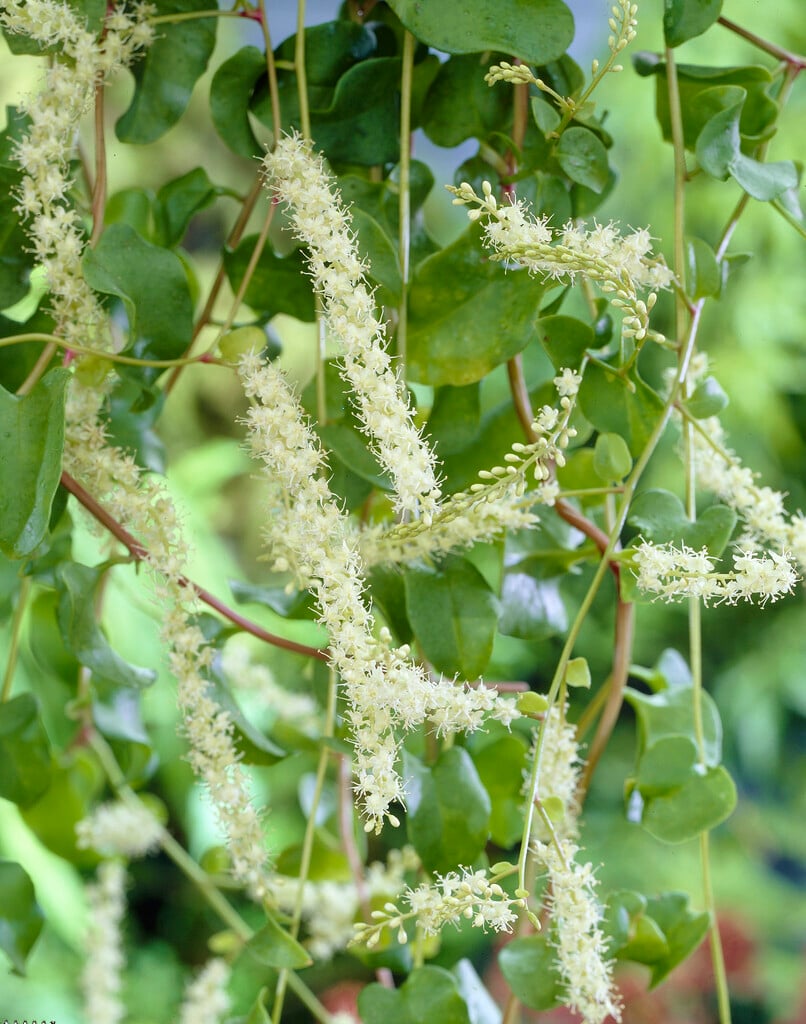 Madeira vine