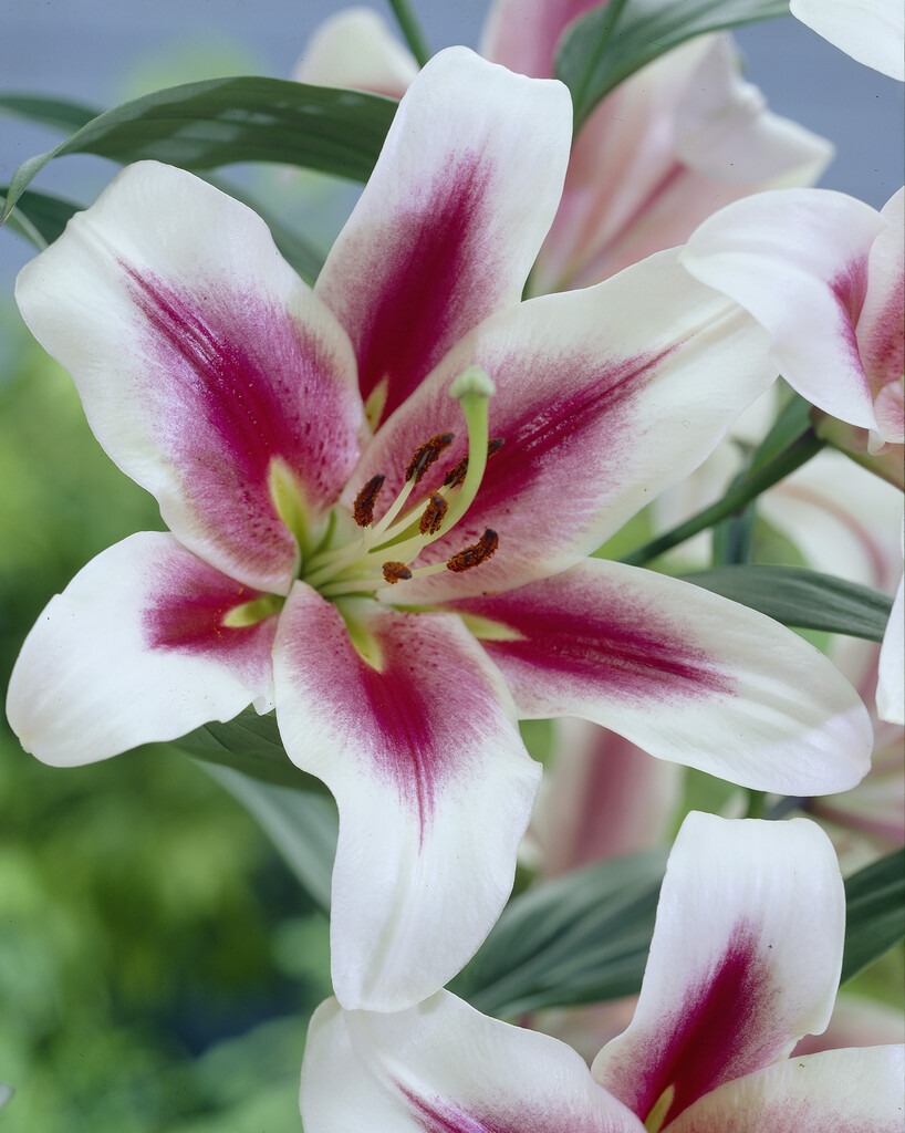 lily 'Sonora'