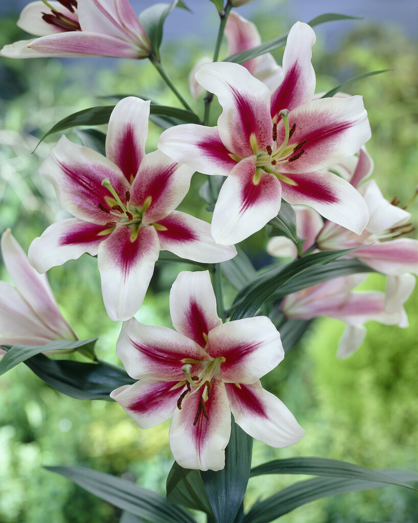 lily 'Sonora'