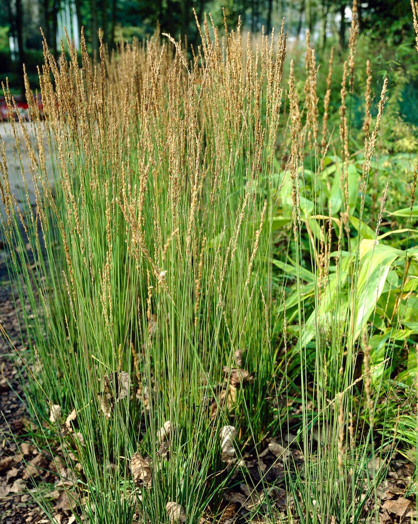 feather reed grass