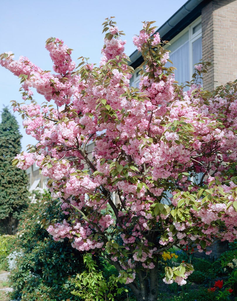 Japanese cherry