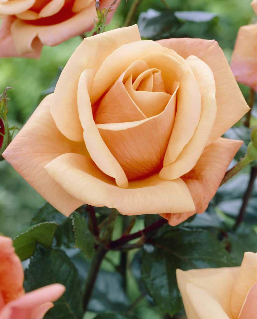 rose [High Sheriff]