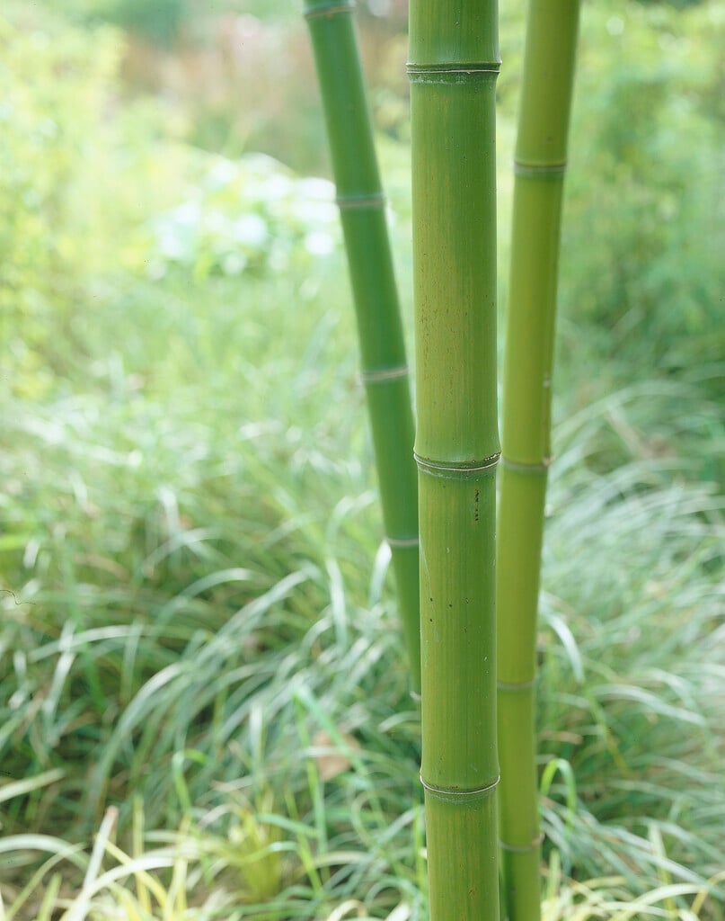 <i>Phyllostachys</i> <i>vivax</i>