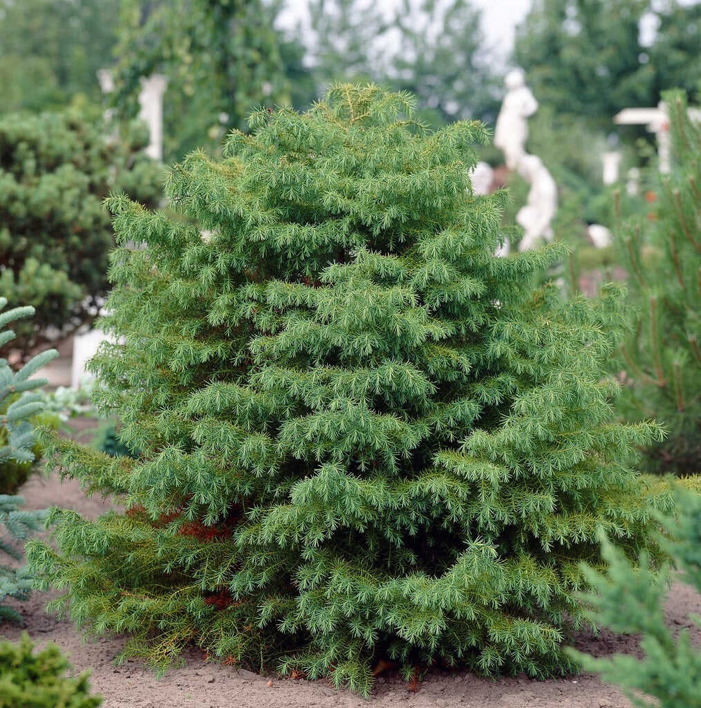 deodar
