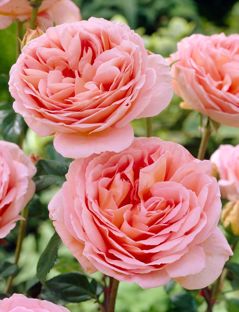rose [Abraham Darby]