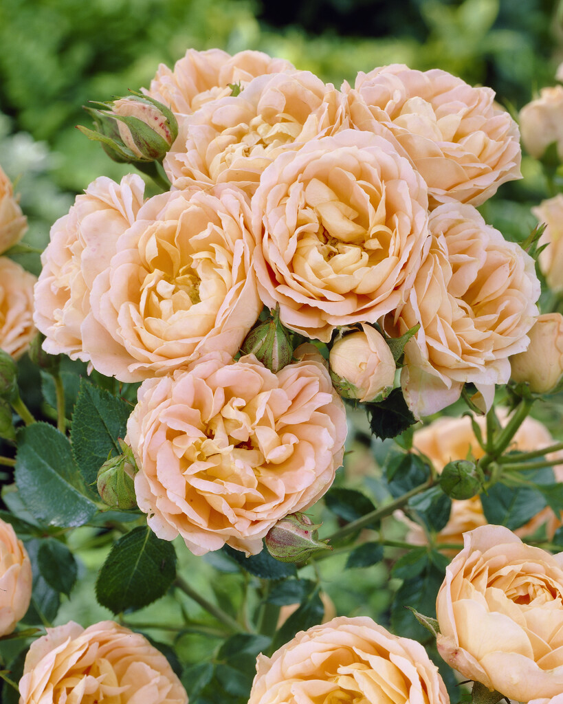 rose [Sweet Dream]