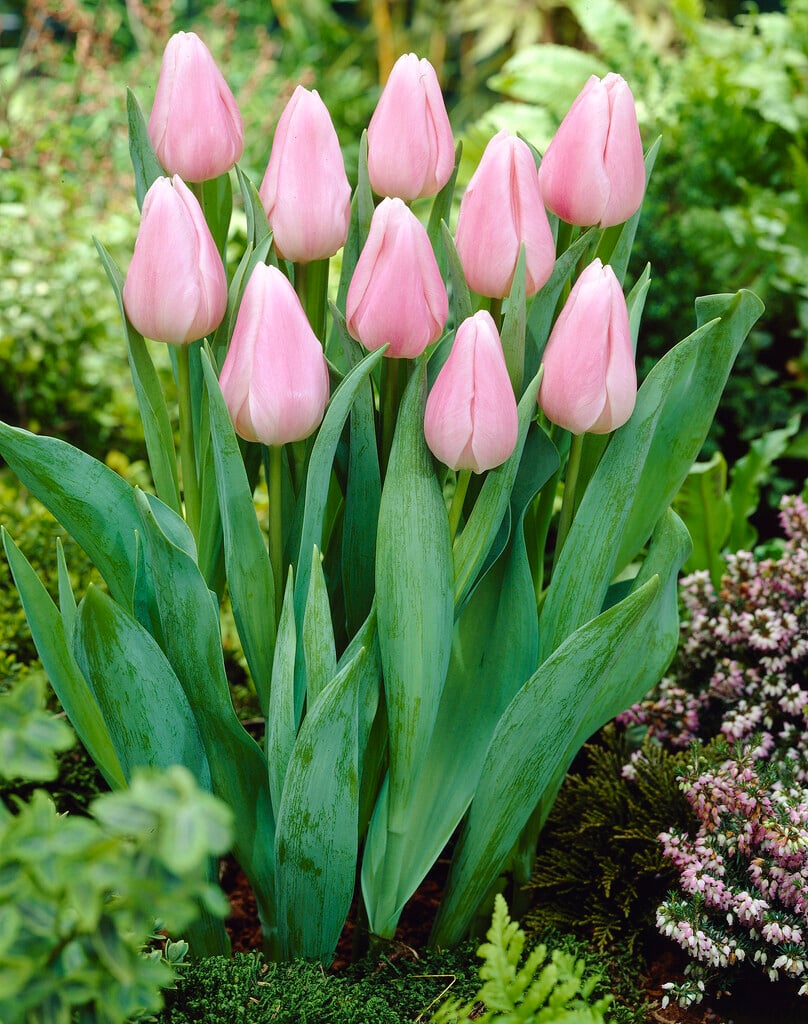 tulip 'Gabriella'