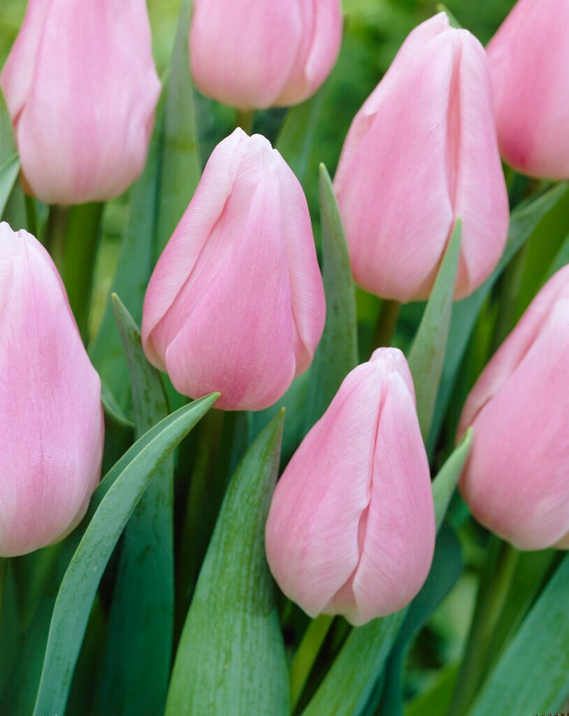 tulip 'Gabriella'