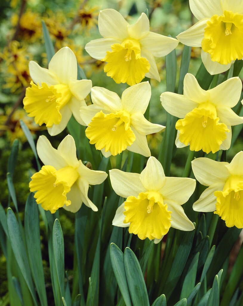 Narcissus &Kiss Me& (1) | Bulbs/RHS