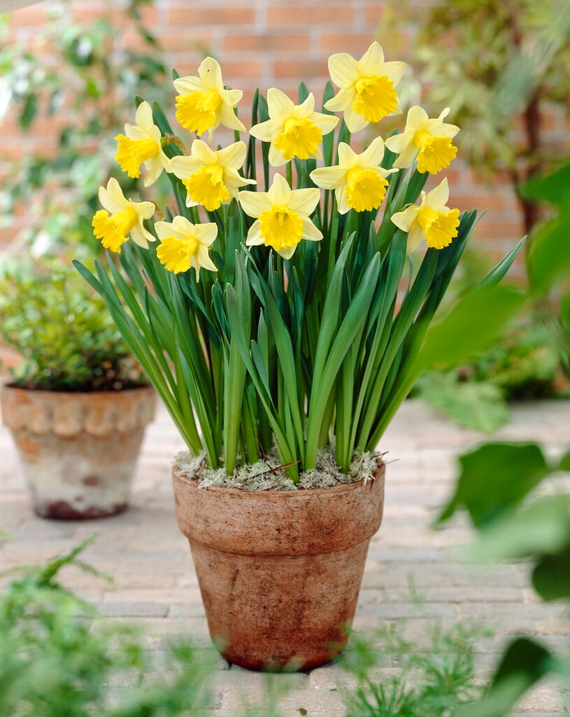 daffodil 'Kiss Me'