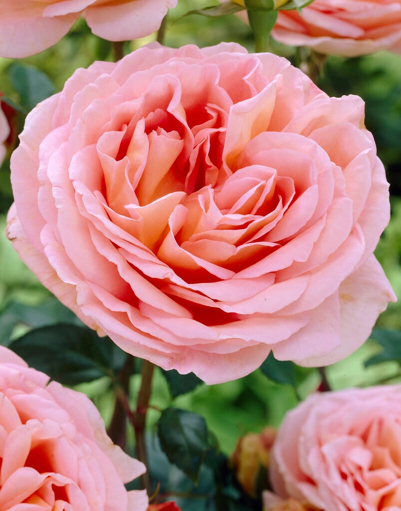 rose [Abraham Darby]