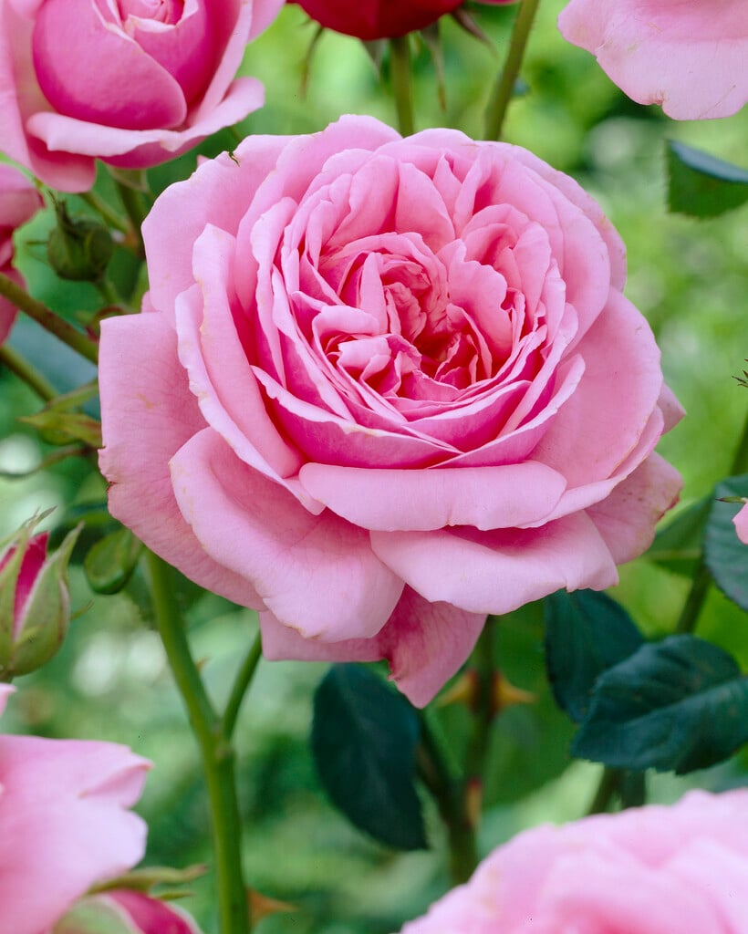 rose [Old Port]
